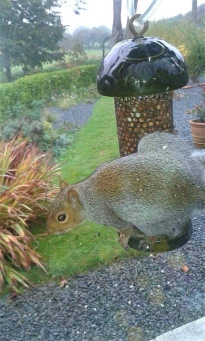 Saint Tudy Horsna Parc Retreat Bed & Breakfast エクステリア 写真