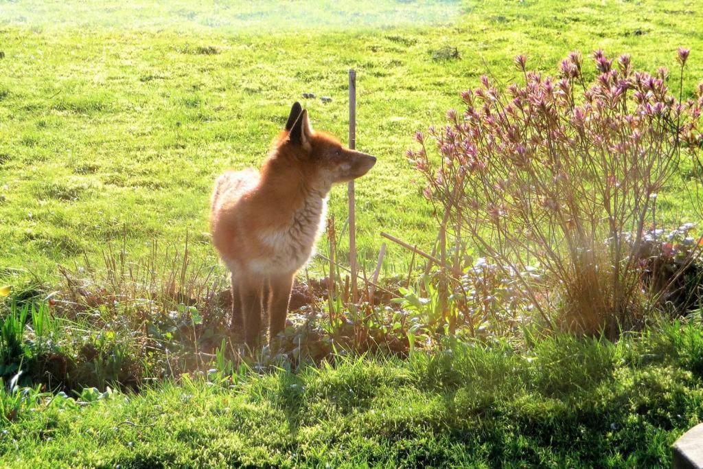 Saint Tudy Horsna Parc Retreat Bed & Breakfast エクステリア 写真